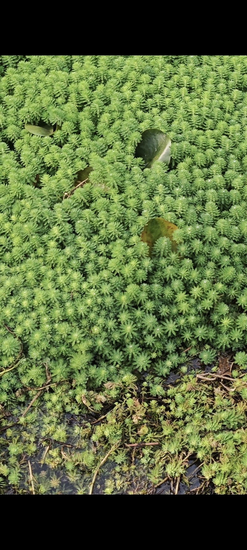 狐尾藻狐尾草水葫芦水芙蓉浮水植物水草净化水质龙虾