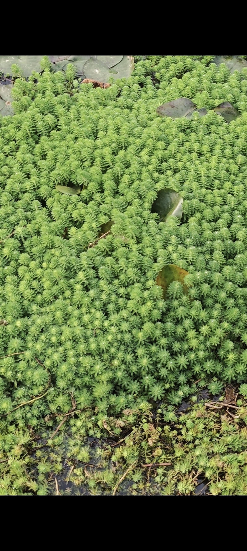 狐尾藻狐尾草水葫芦水芙蓉浮水植物水草净化水质龙虾