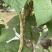 红花四季豆