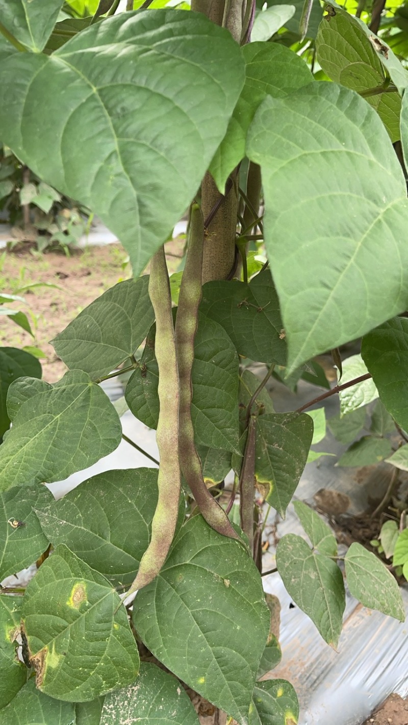 红花四季豆
