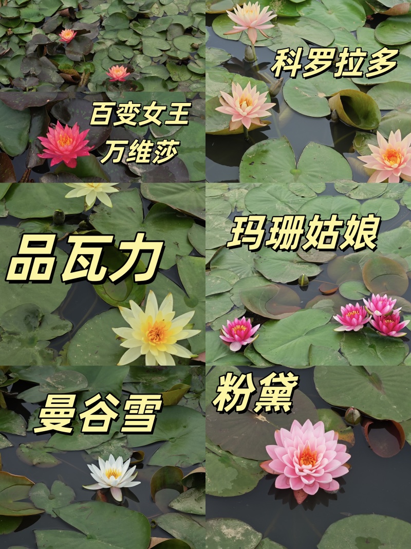 睡莲苗精品耐寒根块水生植物睡莲种苗绿化植物观赏水生大根块