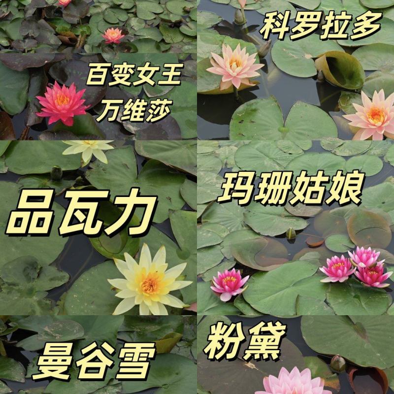 睡莲苗精品耐寒根块水生植物睡莲种苗绿化植物观赏水生大根块