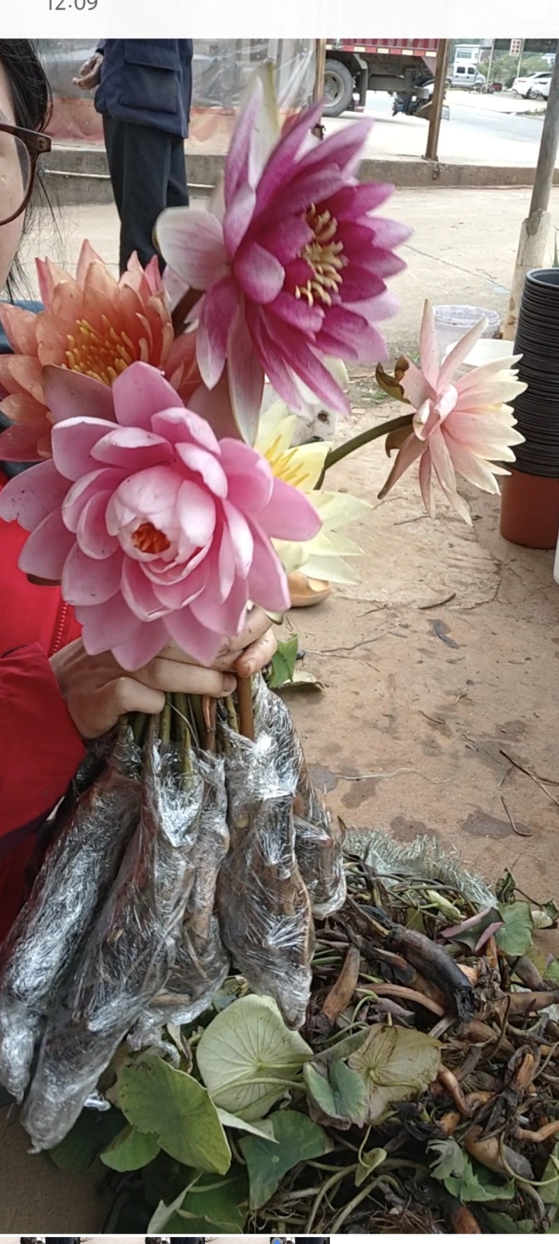 睡莲苗精品耐寒根块水生植物睡莲种苗绿化植物观赏水生大根块