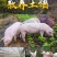 【顺丰包邮】新鲜猪胸骨脆骨软骨猪排骨红烧煲汤生鲜土猪肉