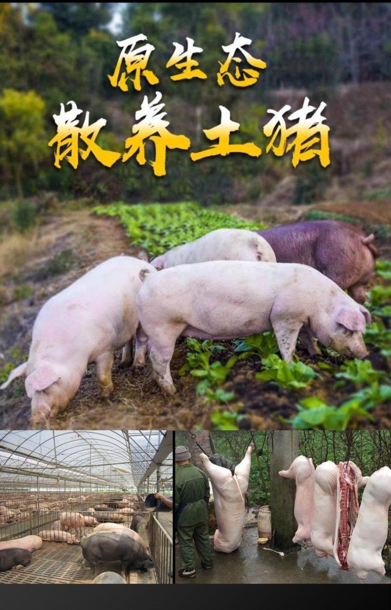 【顺丰包邮】新鲜猪胸骨脆骨软骨猪排骨红烧煲汤生鲜土猪肉