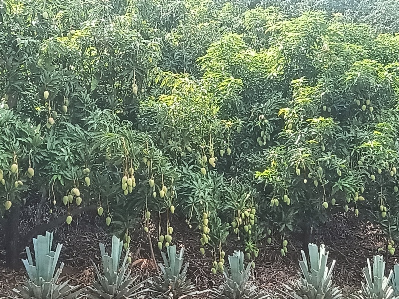 云南热带水果台农芒