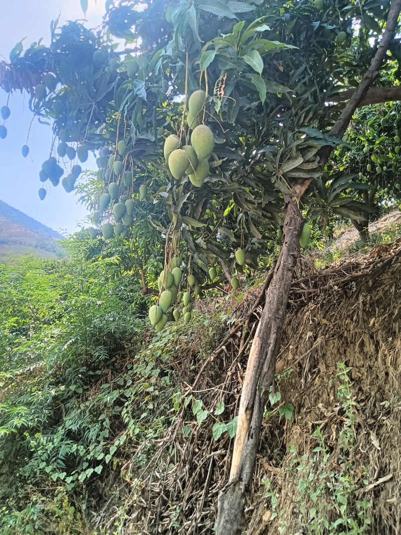 云南热带水果台农芒