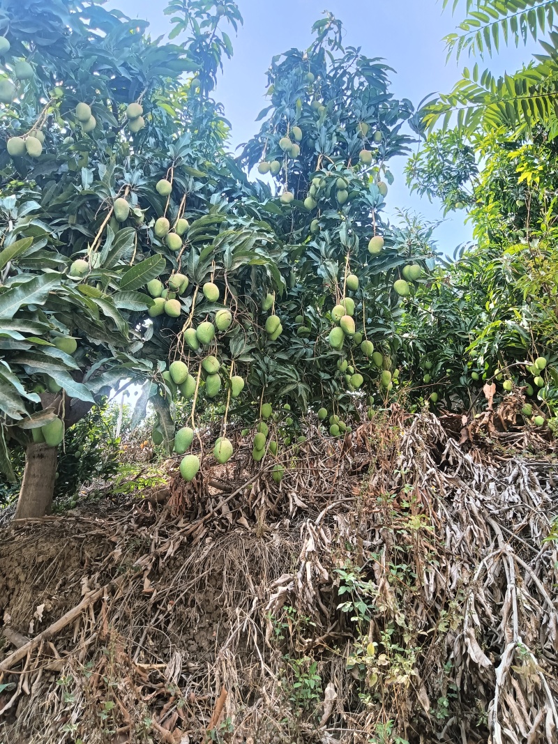 云南热带水果台农芒