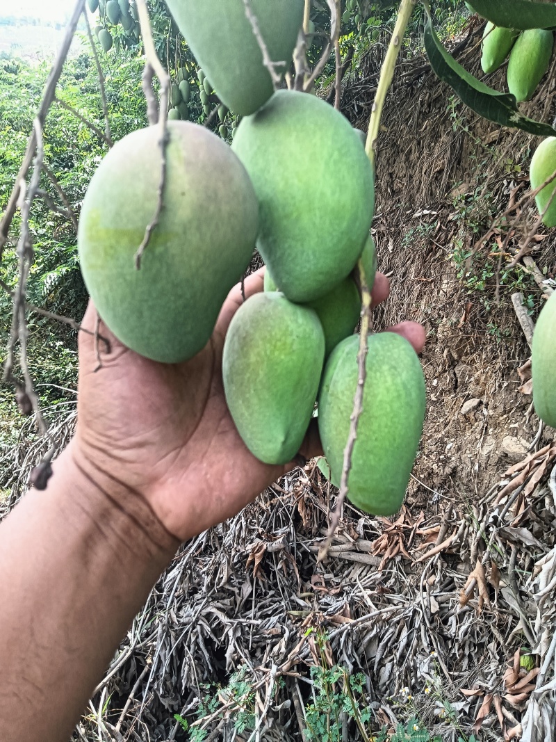 云南热带水果台农芒