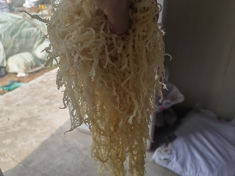 龙须菜，潮菜，清水，半清水