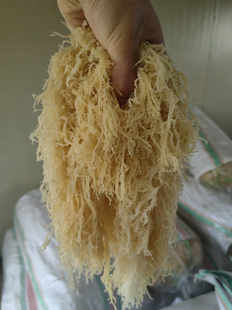 龙须菜，潮菜，清水，半清水