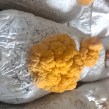 食用，药用金耳