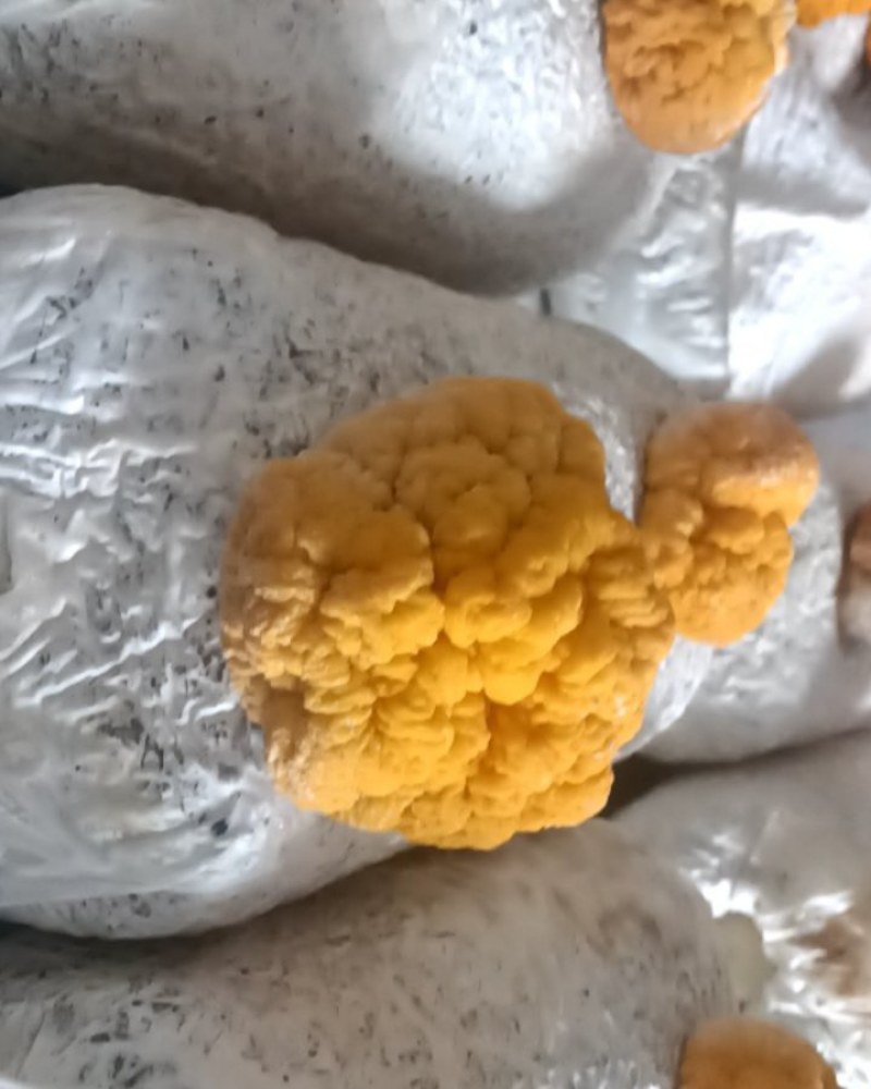 食用，药用金耳
