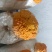 食用，药用金耳