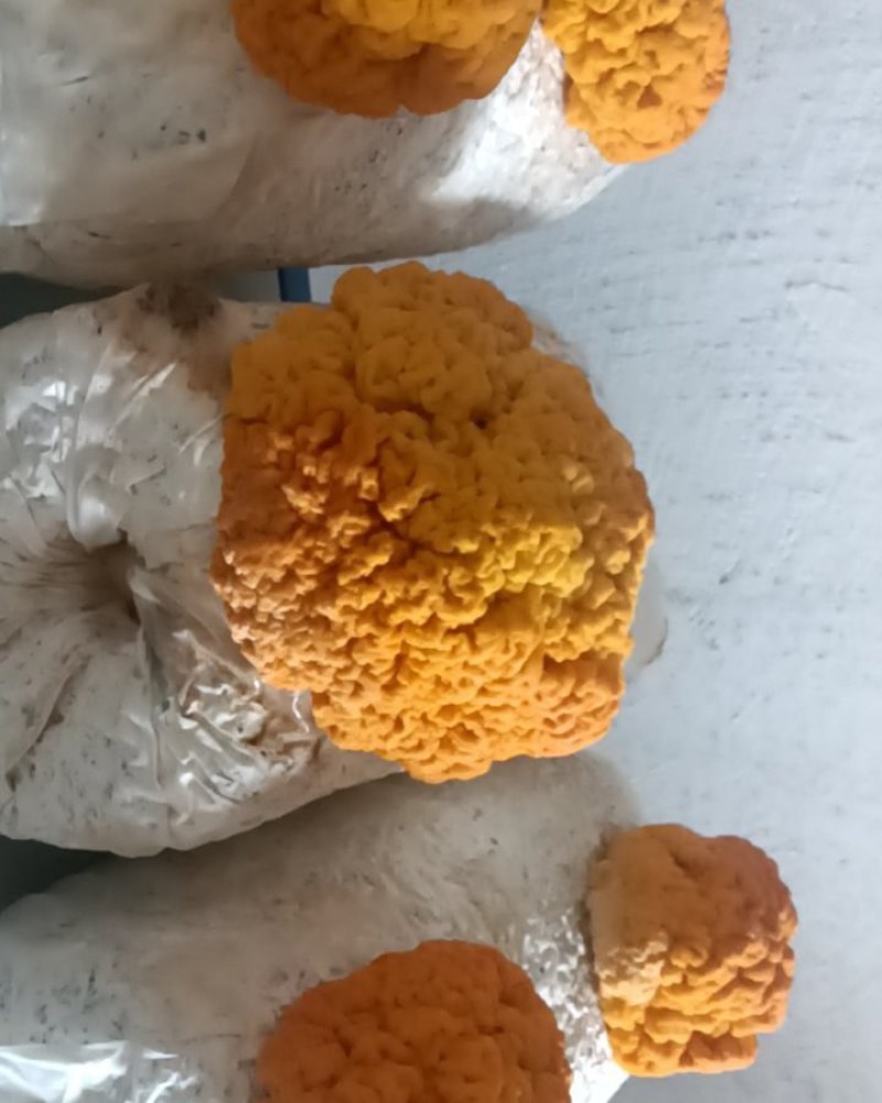 食用，药用金耳