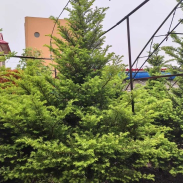 东北红豆杉，结红果，地径5—7公分，高3米以上