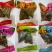 嘉兴风味米粽囗味款式多样！