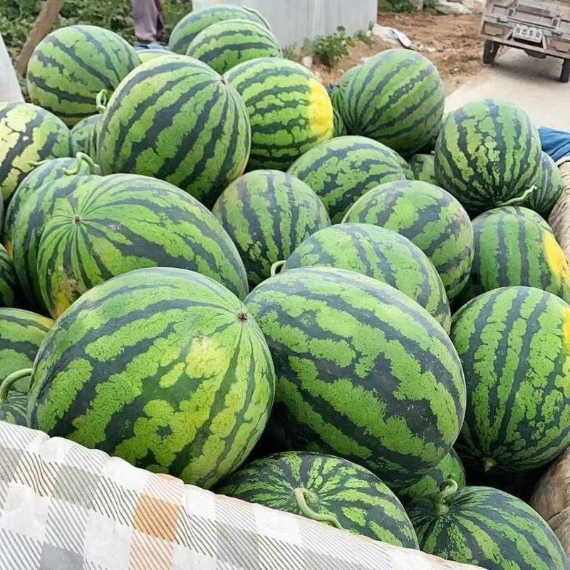 【火爆热卖】保定甜王西瓜品质保障量大从优诚信经营