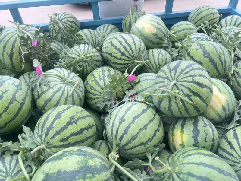 精品麒麟西瓜产地供应量大从优对接全国市场诚信经营