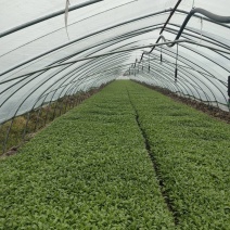 茼蒿江苏产区直发保质保量供货价钱实惠