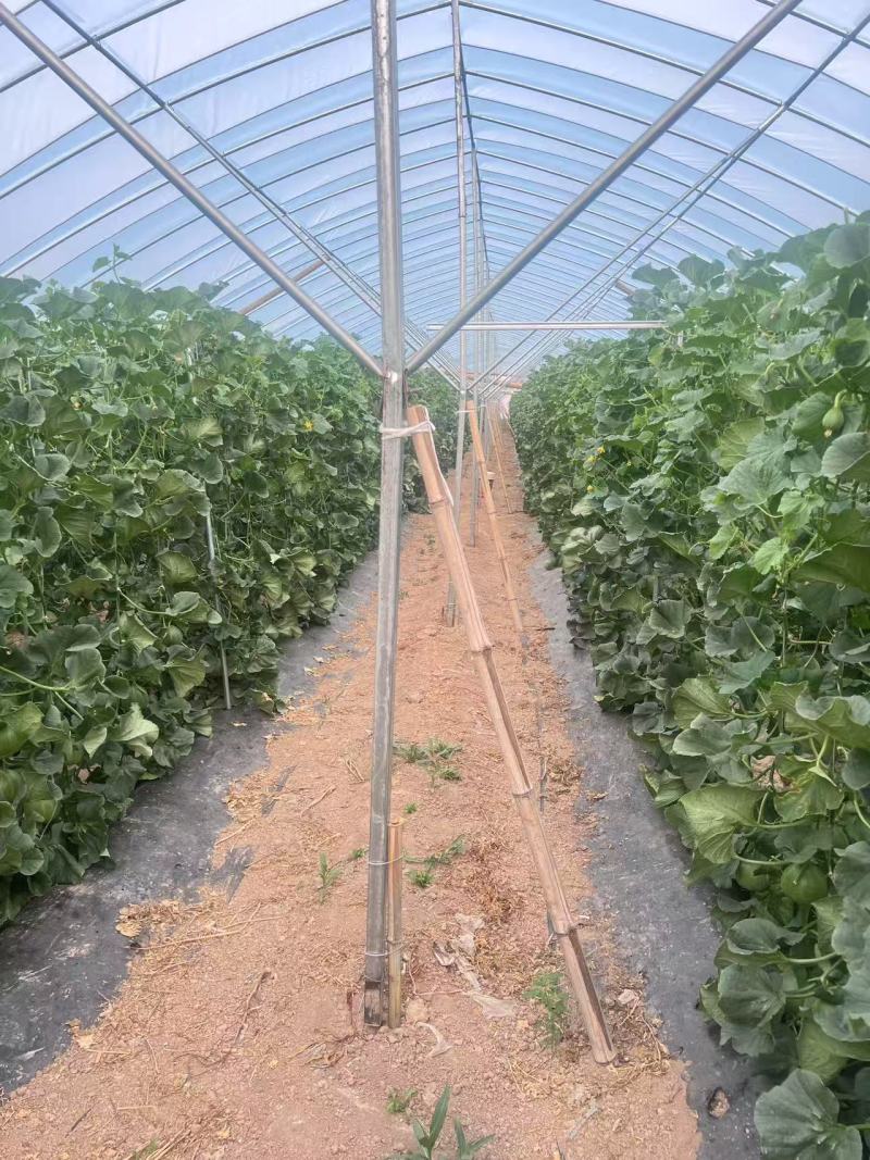 精品绿宝石甜瓜货源充足质量保证对接电商市场