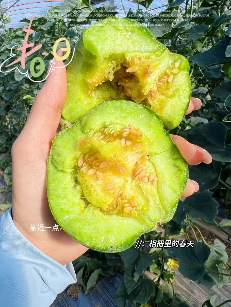 精品绿宝石甜瓜货源充足质量保证对接电商市场