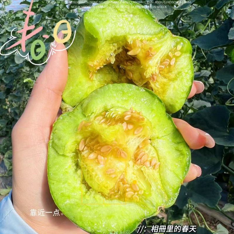 精品绿宝石甜瓜货源充足质量保证对接电商市场