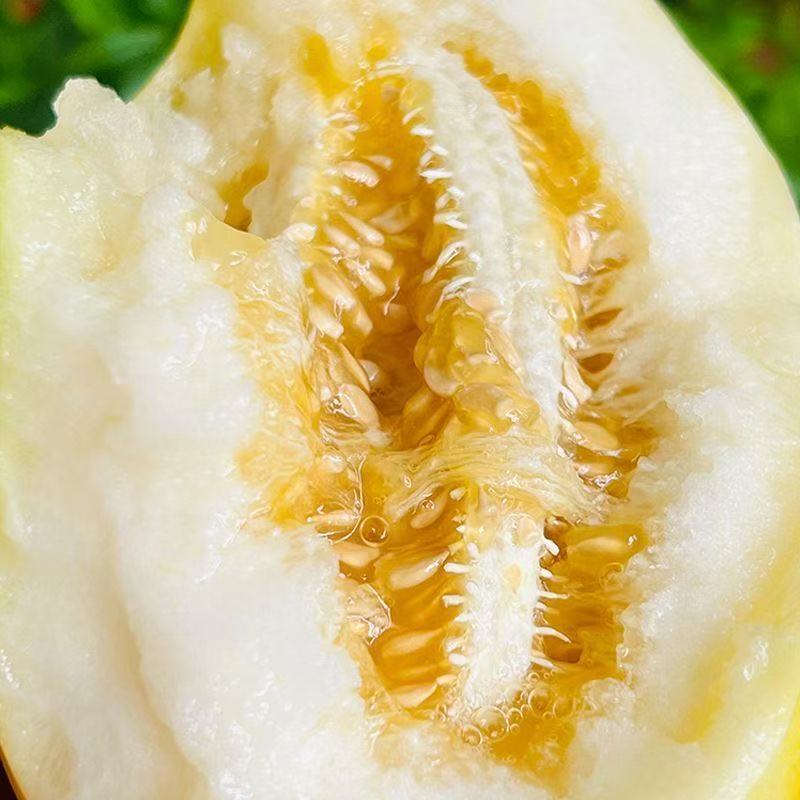 精品甜瓜早甜脆小蜂蜜甜瓜量大从优质量保证欢迎咨询