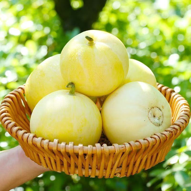 精品甜瓜早甜脆小蜂蜜甜瓜量大从优质量保证欢迎咨询