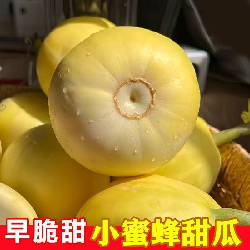 精品甜瓜早甜脆小蜂蜜甜瓜量大从优质量保证欢迎咨询