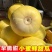 精品甜瓜早甜脆小蜂蜜甜瓜量大从优质量保证欢迎咨询