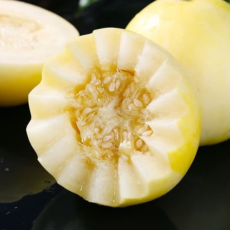 精品甜瓜早甜脆小蜂蜜甜瓜量大从优质量保证欢迎咨询