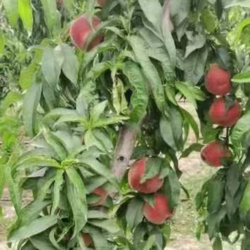 陕西大荔县苹果桃大量上市价格优惠品质保证口感好