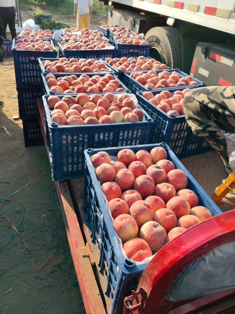 陕西大荔县苹果桃大量上市价格优惠品质保证口感好