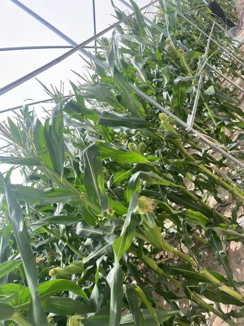 精品万糯早白玉米场地供应量大从优质量保证欢迎咨询