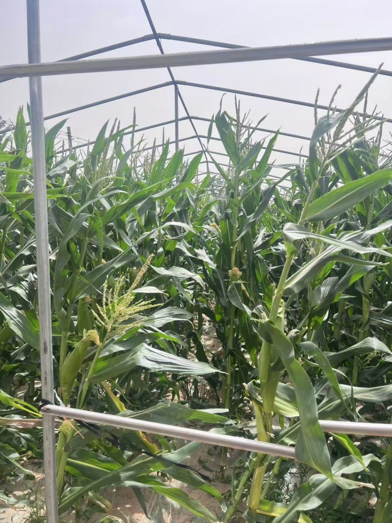精品万糯早白玉米场地供应量大从优质量保证欢迎咨询