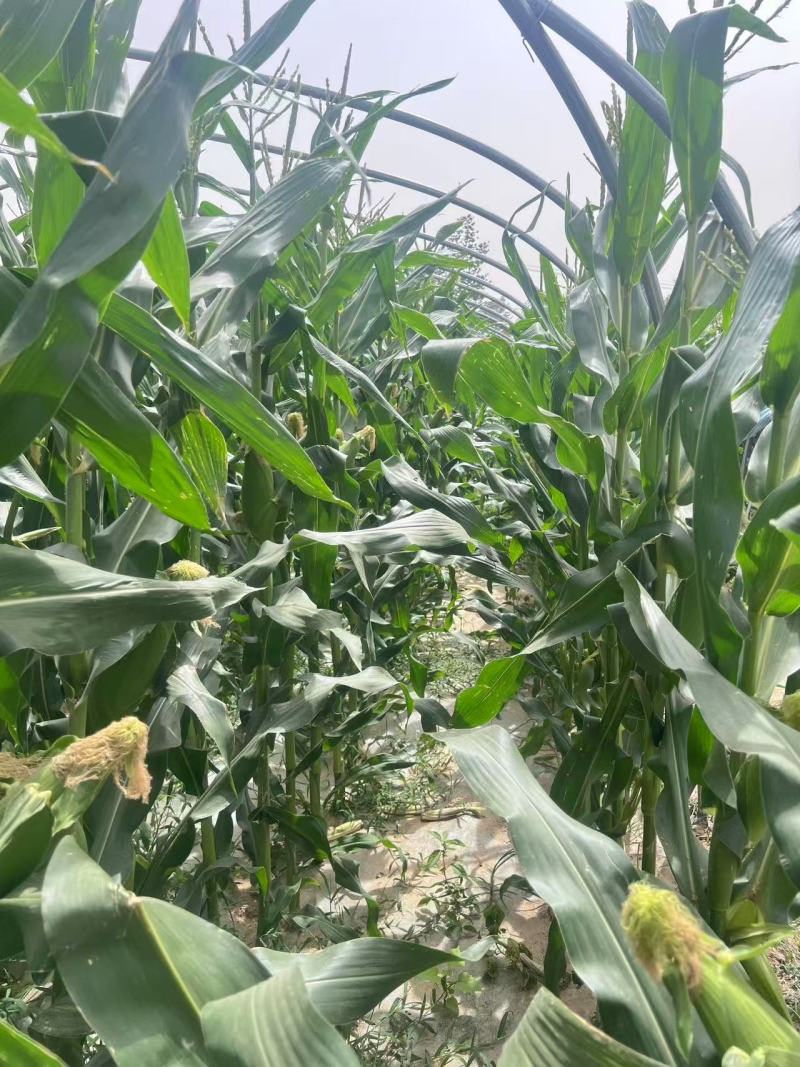 精品万糯早白玉米场地供应量大从优质量保证欢迎咨询