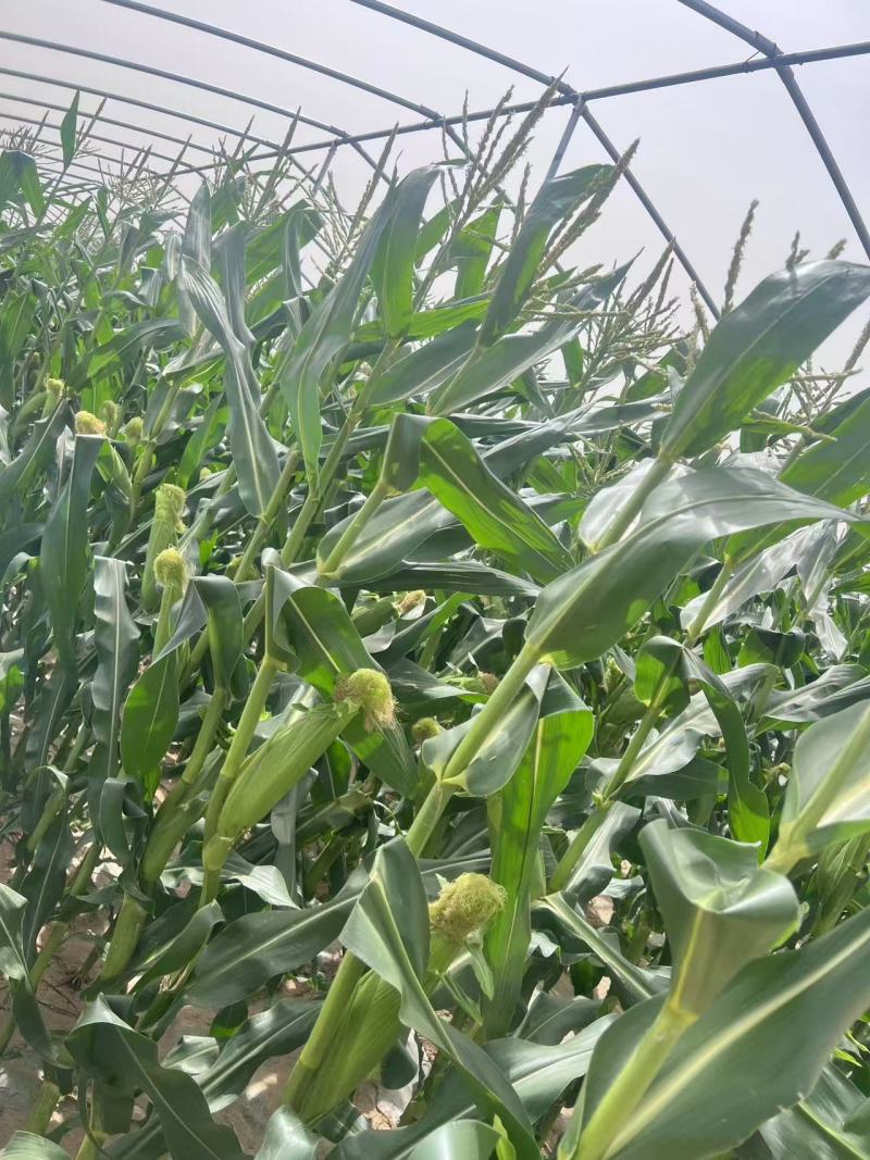 精品万糯早白玉米场地供应量大从优质量保证欢迎咨询