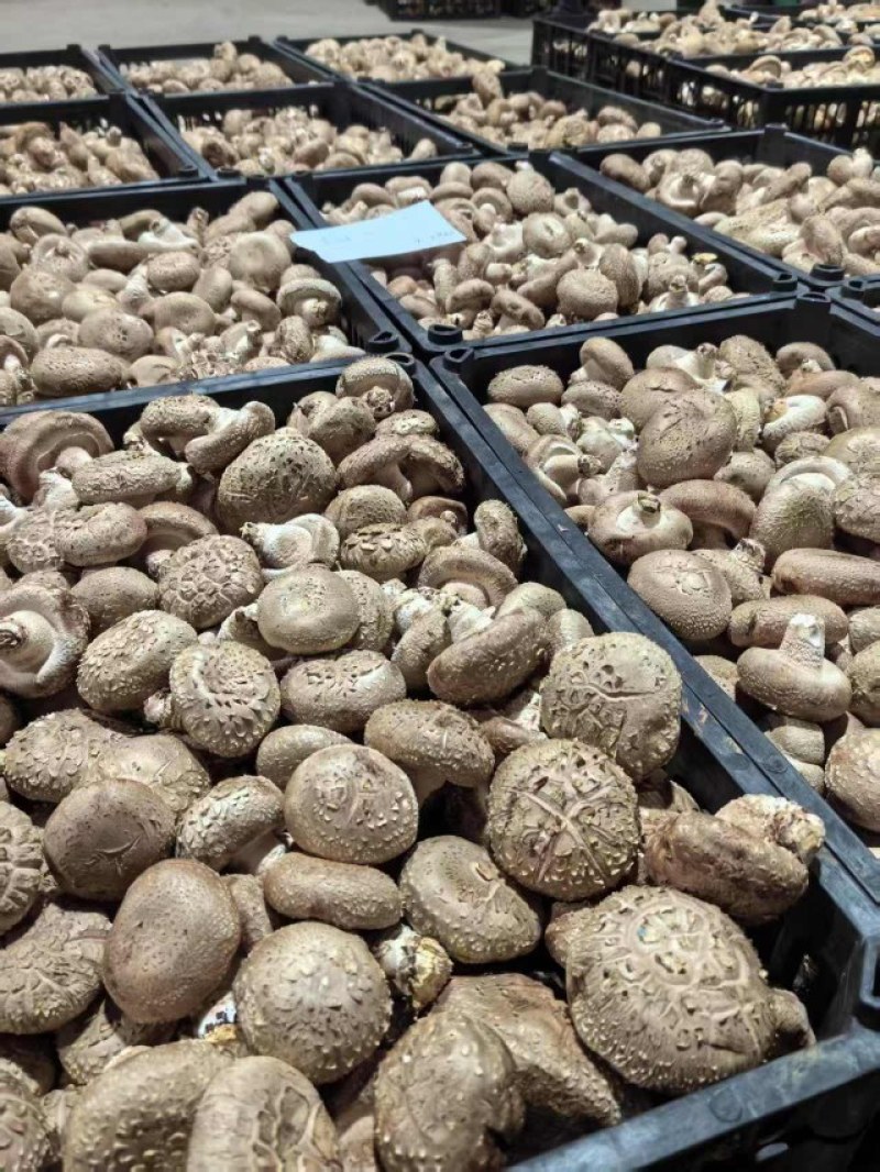 新鲜香菇源头批发4.2整车起订冷链直达全国