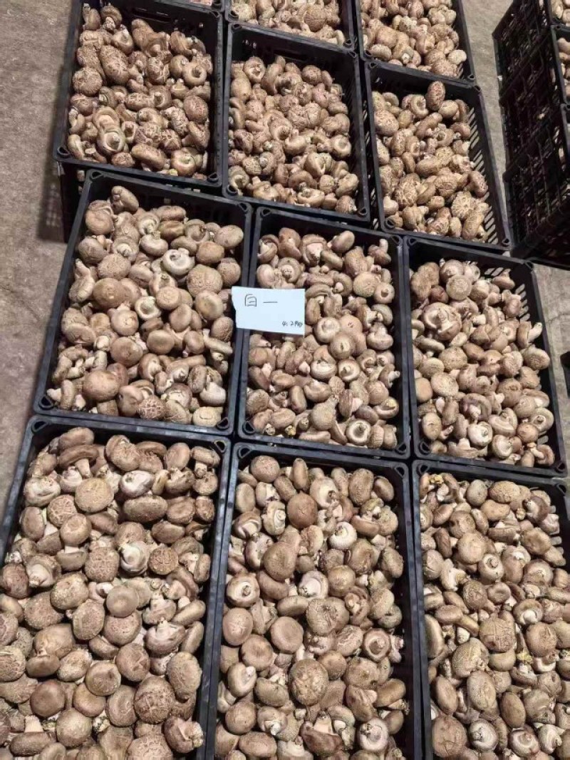 新鲜香菇源头批发4.2整车起订冷链直达全国