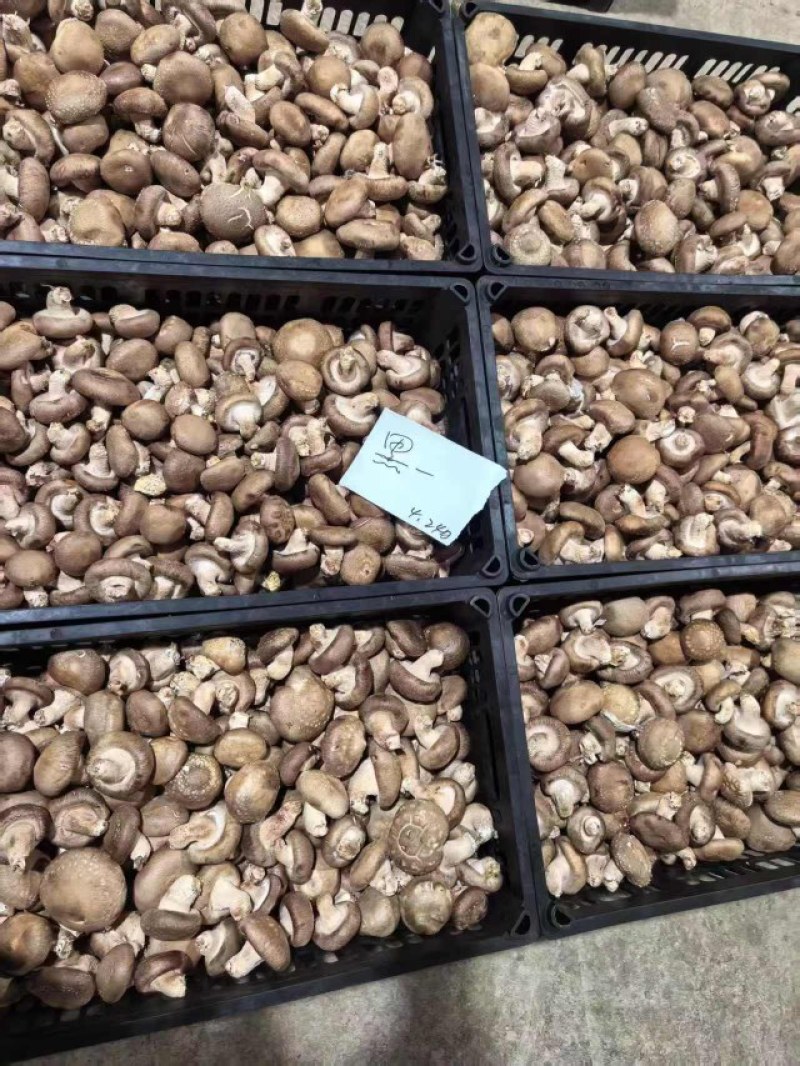 新鲜香菇源头批发4.2整车起订冷链直达全国