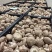新鲜香菇源头批发4.2整车起订冷链直达全国