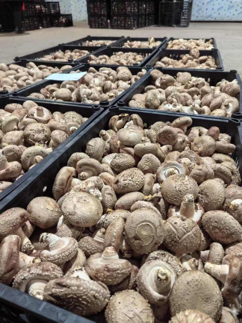 新鲜香菇源头批发4.2整车起订冷链直达全国
