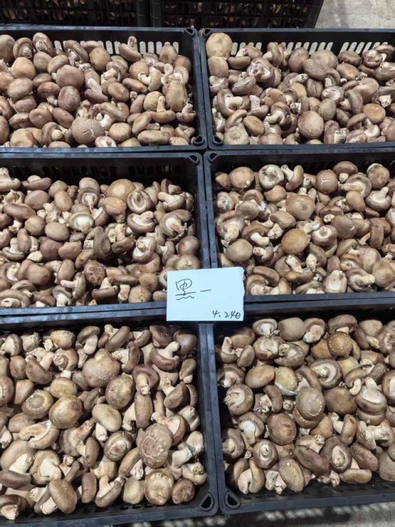 新鲜香菇源头批发4.2整车起订冷链直达全国