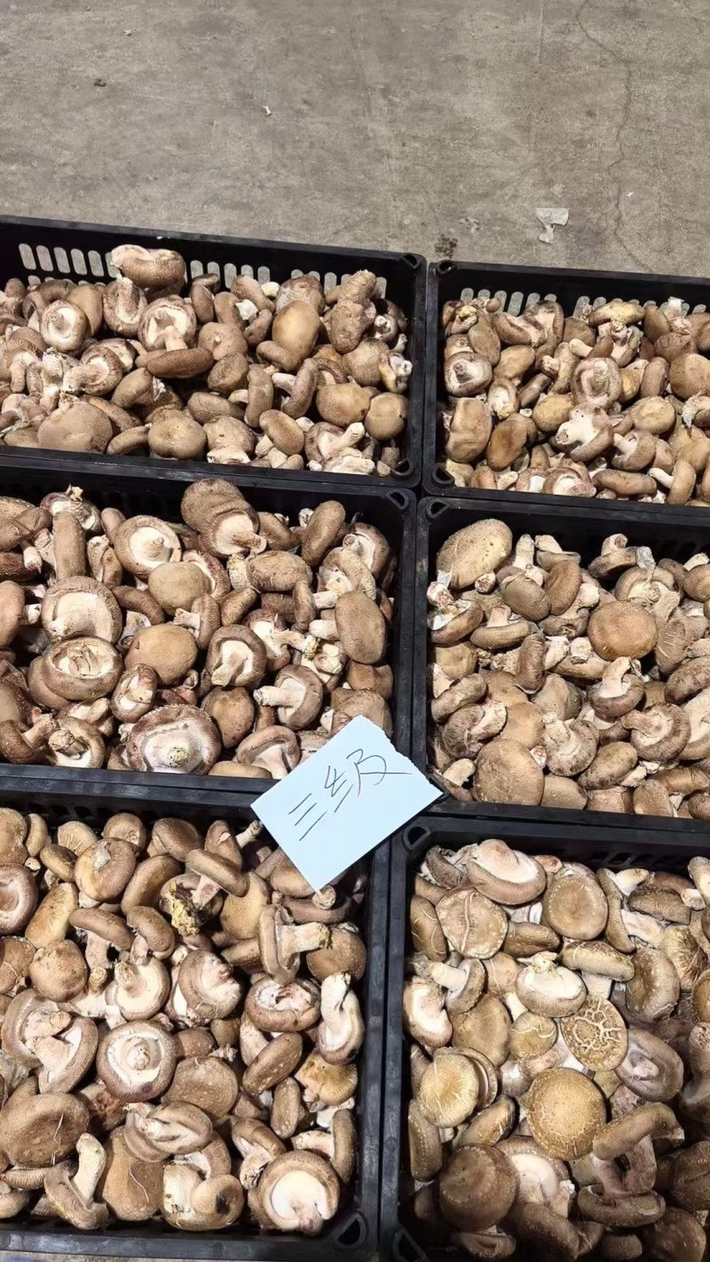 新鲜香菇源头批发4.2整车起订冷链直达全国