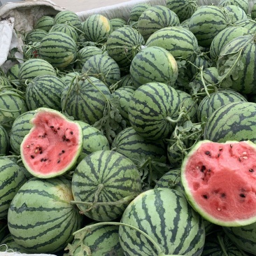 精品美都西瓜货源充足量大从优质量保证对接全国市场