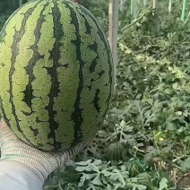 【平台甄选小吊瓜】全美2K夏日必备产地直发诚信