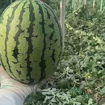 【平台甄选小吊瓜】全美2K夏日必备产地直发诚信