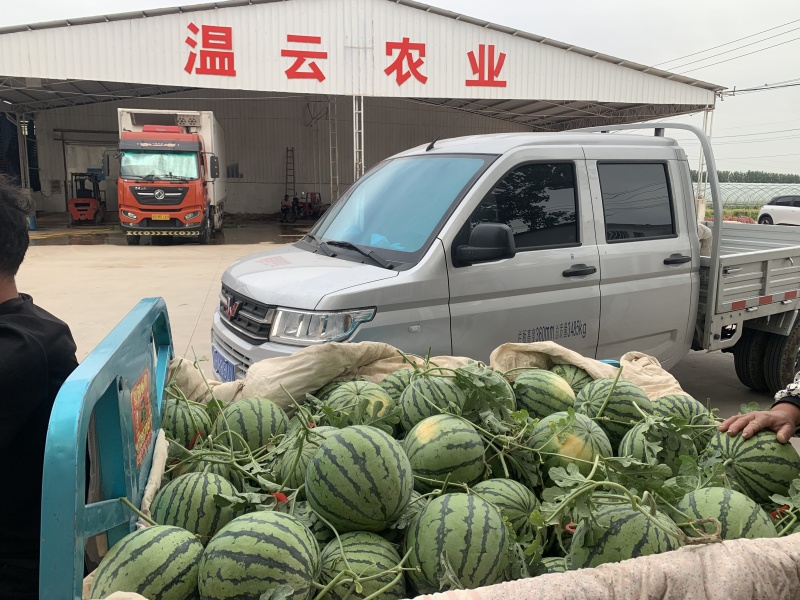 精品美都西瓜货源充足量大从优质量保证对接全国市场