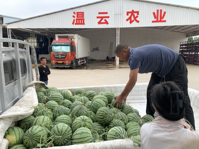 精品美都西瓜货源充足量大从优质量保证对接全国市场